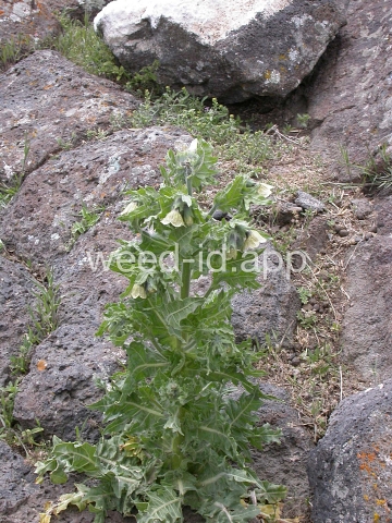 henbane, black